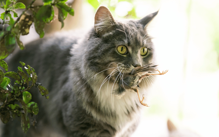 Have your cat ‘hunt’ or work for the food you give them