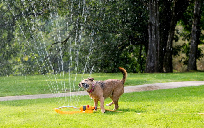 HubSpot Hero Banner - 700x440px Dog sprinkler