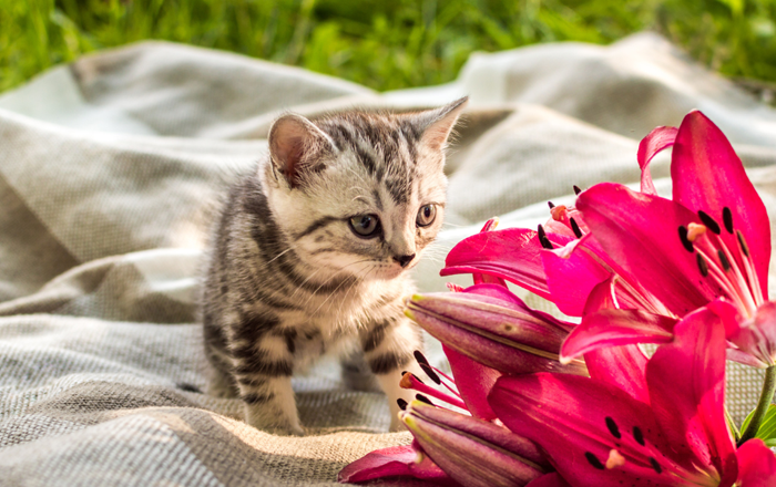 Lilies are toxic to cats