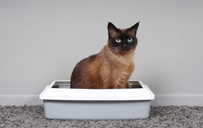 Encourage litterbox use