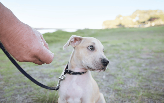 Training a dog that's not food motivated