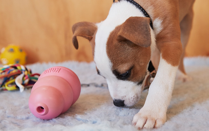 Pup with kong toy